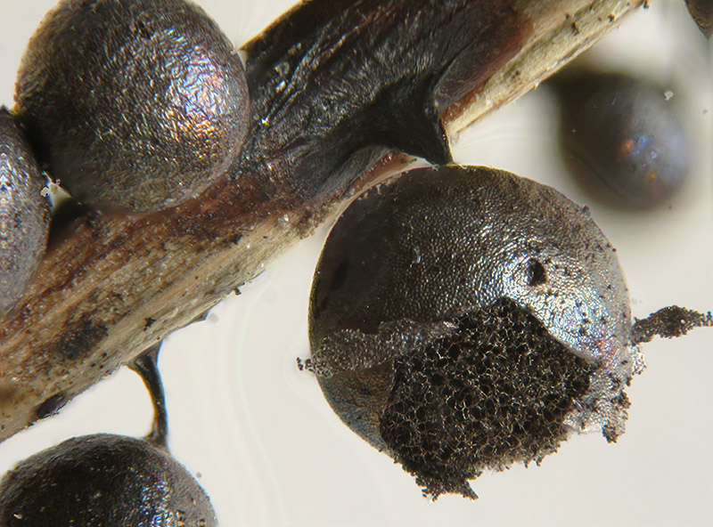 Lamproderma sauteri?